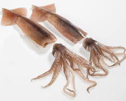 La temporada de pesca de calamar en Argentina rompe récord de capturas en 17 años