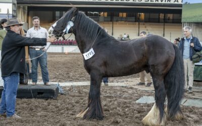 Gypsy Vanner, belleza y docilidad en una raza equina única en el Mercosur