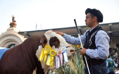 Las Juras de Braford en la Pista Central de Palermo