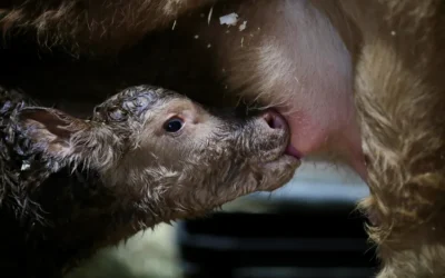 De la raza Red Simmental: Ramón, el primer ternero nacido en la Expo Rural 2025