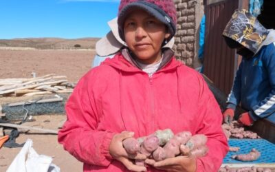 Miriam Cruz, que produce papines andinos cerca de La Quiaca, podría insultar ante el violento ajuste que amenaza al INTA, pero prefiere agradecer a los técnicos que siempre la ayudaron a crecer