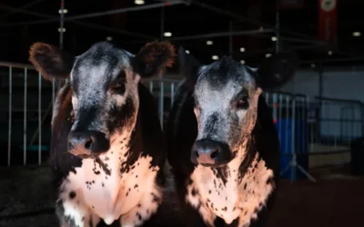 Expo Rural 25: Expectativa por una nueva raza bovina que entusiasma a los productores ganaderos