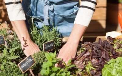 El frío no es excusa: tu huerta puede seguir produciendo en invierno.