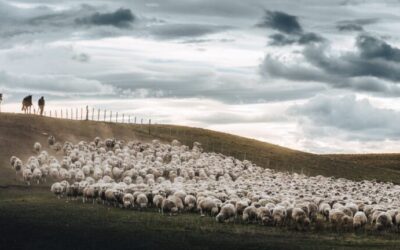 Ganadería regenerativa, una alternativa que beneficia a los productores y al ambiente