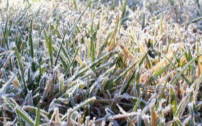 Cómo cuidar el jardín durante las heladas: césped, riego y plantas de interior