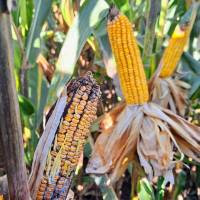 Se inicia la segunda etapa de monitoreo de chicharrita de maíz para encarar la siembra 2025-2026