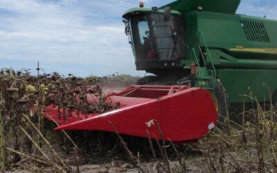 Las máquinas acompañan la revancha del girasol