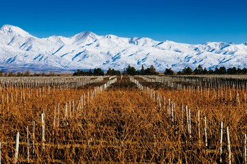 Imperdibles de Mendoza en vacaciones de invierno: qué ver en la ciudad, las rutas de Alta Montaña y del vino y el increíble paisaje de La Payunia