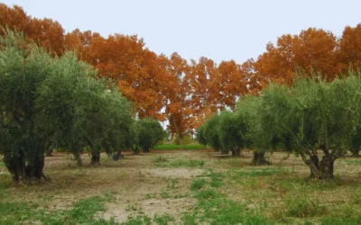 Aceite de oliva virgen extra de San Juan, destacado por su prestigio y calidad