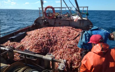 El conflicto del langostino se agrava: tensión gremial, violencia y exportaciones frenadas