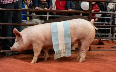 «Don Valentín», la cabaña porcina que en un año calendario logró reunir 24 títulos nacionales