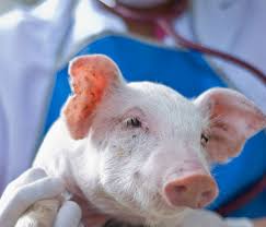 Proyecto argentino refuerza el valor de la vacunación en la producción porcina sustentable