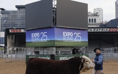 Escocés, un toro Hereford de 1000 kilos fue el primer animal en llegar a la Rural 2025