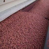 La cosecha de soja 2024/2025 creció 3,5% respecto a la campaña anterior