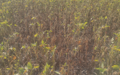 Sequía comercial: Los precios de los futuros de soja argentina muestran señales anticipadas de nerviosismo