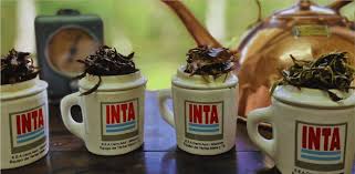 El té argentino obtuvo el sello de Indicación Geográfica (IG)
