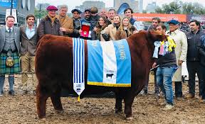 El mejor toro Angus argentino es colorado y de Cabaña “Quequén Sur”