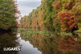 El otro delta: a dos horas de Capital Federal, el río y los arroyos repletos de aves que muy pocos conocen