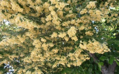 El increíble y desconocido pueblo de Chaco que es la Capital Nacional del Tilo