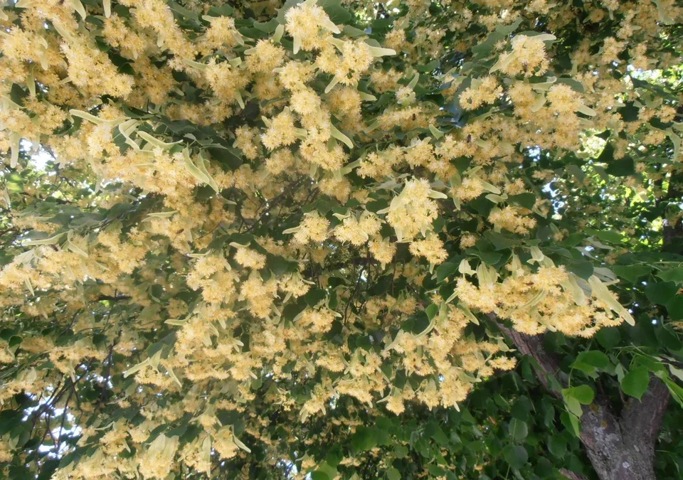 El increíble y desconocido pueblo de Chaco que es la Capital Nacional del Tilo