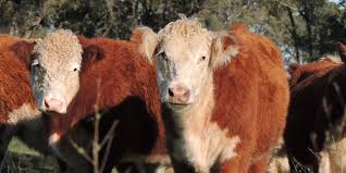 Radiografía del mercado ganadero en Estados Unidos