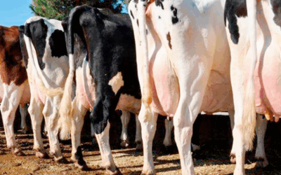 Lechería: Criar por más leche ya no implica más grasa: la correlación entre volumen de leche y grasa es casi cero