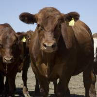 El Gobierno Nacional derogó 28 normas obsoletas de la cadena ganadera