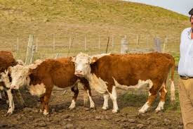 FAO apuesta por las inversiones para avanzar hacia una ganadería sostenible en América Latina y el Caribe, una actividad que representa el sustento del 65% de la población agrícola regional