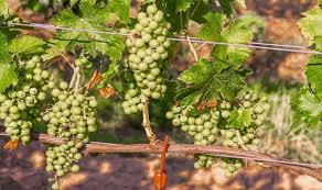 Silent, un desarrollo que busca controlar la principal plaga que afecta a la vitivinicultura