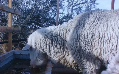 Presentan un bebedero para evitar que se congele el agua