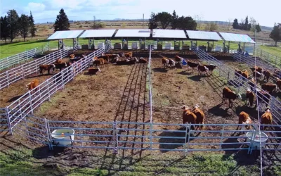 Novillos: reducen hasta 35 % el consumo de alimento por kilo ganado