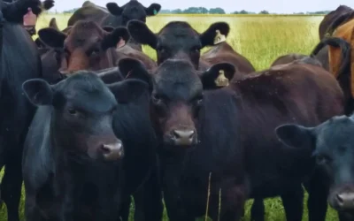 Más productivos y eficientes: los nuevos desafíos de la ganadería argentina