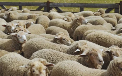 Desarrollan aislantes térmicos a partir del descarte de lana de oveja