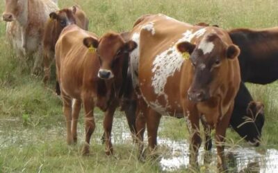 Final inesperado tras 65 años, el INTA cerró un histórico programa de Bovino Criollo en Tucumán y trasladó el rodeo a Corrientes