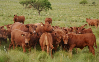 Genética, conocimiento y negocios en la pista central de Palermo con Limangus