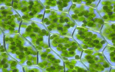 Estados Unidos juega a ser Dios y manipula la fotosíntesis de las plantas: ¿Qué significa para el mundo?