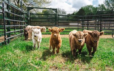 Los “terneros miniatura” que conquistan las redes y valen hasta U$S25.000