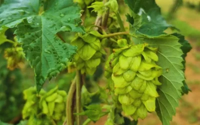 San Luis se posiciona en el mapa del lúpulo nacional con una nueva tecnología