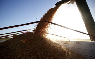 Bioeconomía: El Gobierno Nacional autorizó nuevos eventos genéticamente modificados de maíz y soja