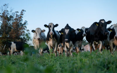 Vetanco presentó evidencia contundente del impacto de Vedevax Block® en tambos