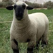 Santa Fe, tierra de ovejas con historia y futuro:  siete cabañas ovinas fueron homenajeadas en Palermo