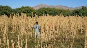 El INTA avanza con la industrialización de la quinua argentina