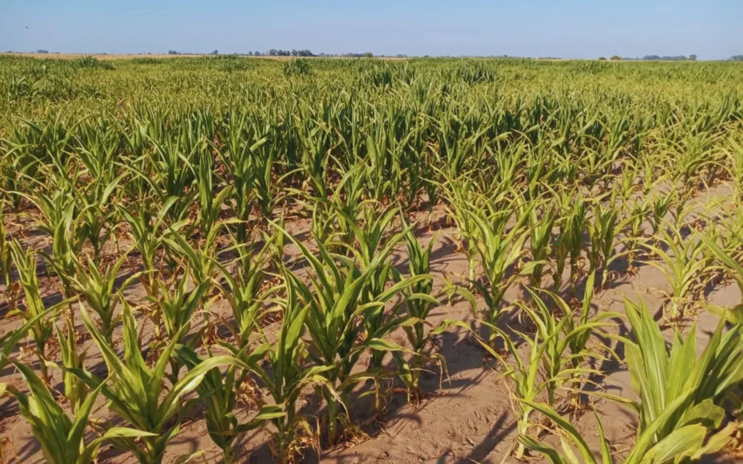 La aplicación de yeso en suelos salinos, una solución innovadora para mejorar los rendimientos