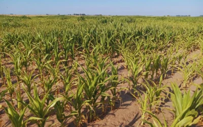 La aplicación de yeso en suelos salinos, una solución innovadora para mejorar los rendimientos