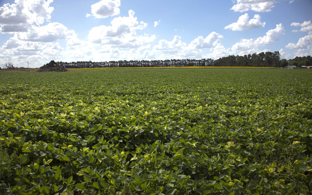 Pucha: Al parecer el presidente Javier Milei tampoco tiene previsto bajar retenciones durante 2026 e incluso espera recaudar 67% más por ese tributo