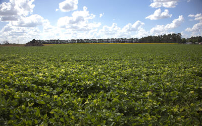 Pucha: Al parecer el presidente Javier Milei tampoco tiene previsto bajar retenciones durante 2026 e incluso espera recaudar 67% más por ese tributo