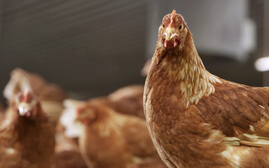 Día de la Avicultura: Carne de pollo: mitos, verdades y beneficios de un alimento clave