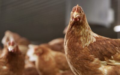 Día de la Avicultura: Carne de pollo: mitos, verdades y beneficios de un alimento clave