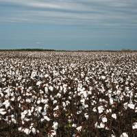 El Gobierno Nacional autorizó un nuevo evento genéticamente modificado de algodón