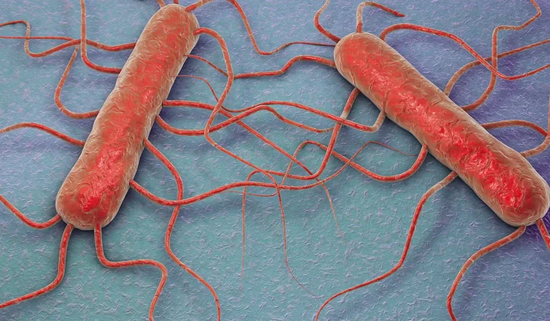 Confirman un brote de listeriosis por el consumo de un queso contaminado